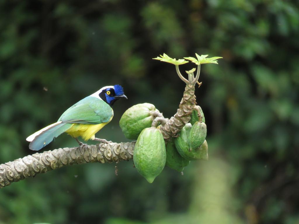 La Cabana Ecohotel - Valle Del Cocora サレント エクステリア 写真